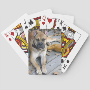 Jeu De Cartes alano espagnol couché