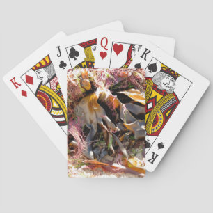 JEU DE CARTES ALGUES