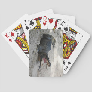 Jeu De Cartes Alligator, Fort Lauderdale, Floride