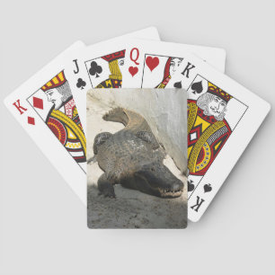 Jeu De Cartes Alligator, Fort Lauderdale, Floride