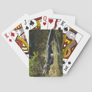 Jeu De Cartes Alligator se faisant chauffer au soleil sur la riv