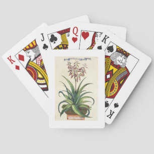 Jeu De Cartes Aloe Vera Vulgaris, de 'Phytographia Curiosa', p