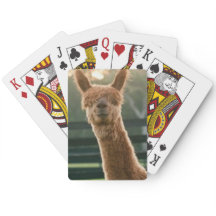 Alpaca souriant jouant aux cartes
