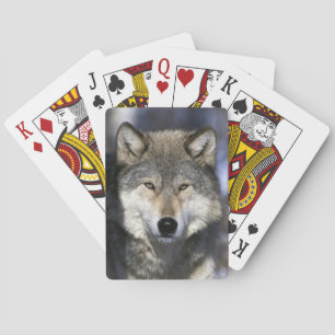 Jeu De Cartes Amérique du Nord, États-Unis, Minnesota. Loup Cani