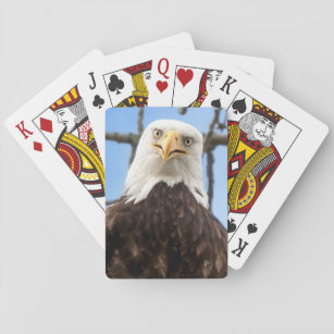 Jeu De Cartes Amusante American Bald Eagle Face Faune Photo
