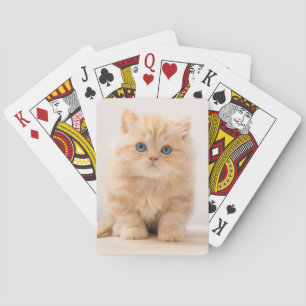 Jeu De Cartes Animaux de bébés cutest   A British Longhair Kitte