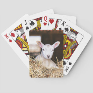 Jeu De Cartes Animaux de bébés cutest   Agneau nouveau-né
