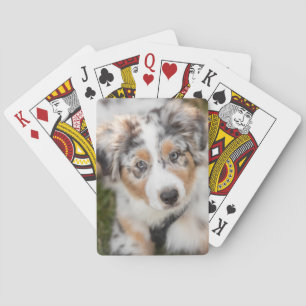 Jeu De Cartes Animaux de bébés cutest   Australian Shepherd Pupp