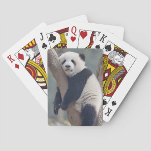 Jeu De Cartes Animaux de bébés cutest   Bébé Panda Ours Dormir