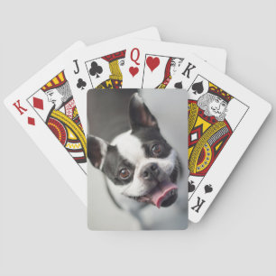 Jeu De Cartes Animaux de bébés cutest   Boston Bulldog Smile