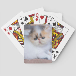Jeu De Cartes Animaux de bébés cutest   Calico Persian Kitten