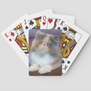 Jeu De Cartes Animaux de bébés cutest Calico Persian Kitten