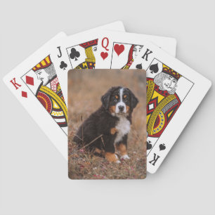 Jeu De Cartes Animaux de bébés cutest   Chien de montagne bernoi