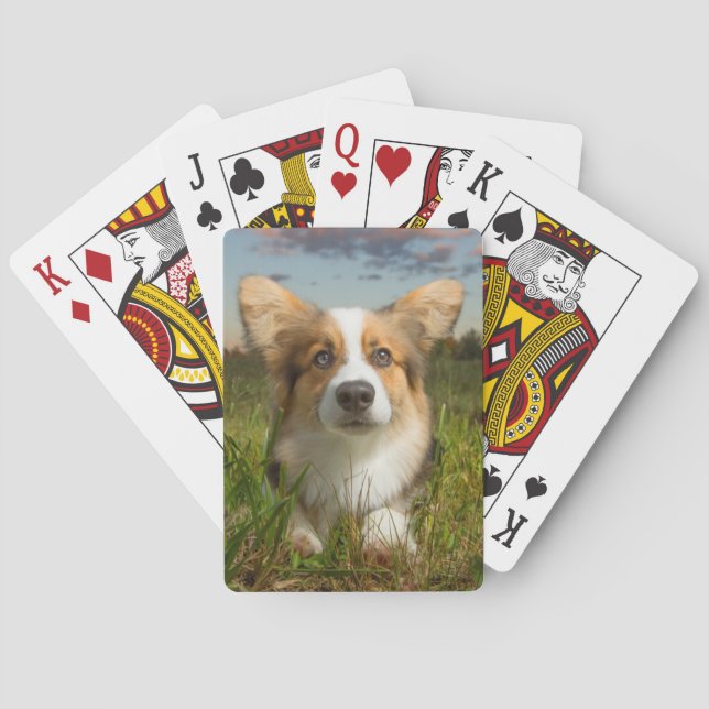 Jeu De Cartes Animaux de bébés cutest | Corgi dans le nuage (dos)
