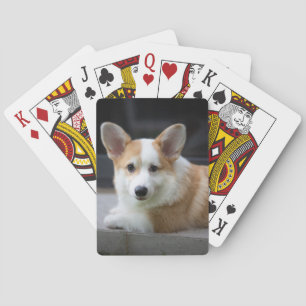 Jeu De Cartes Animaux de bébés cutest   Corgi Puppy Relaxant