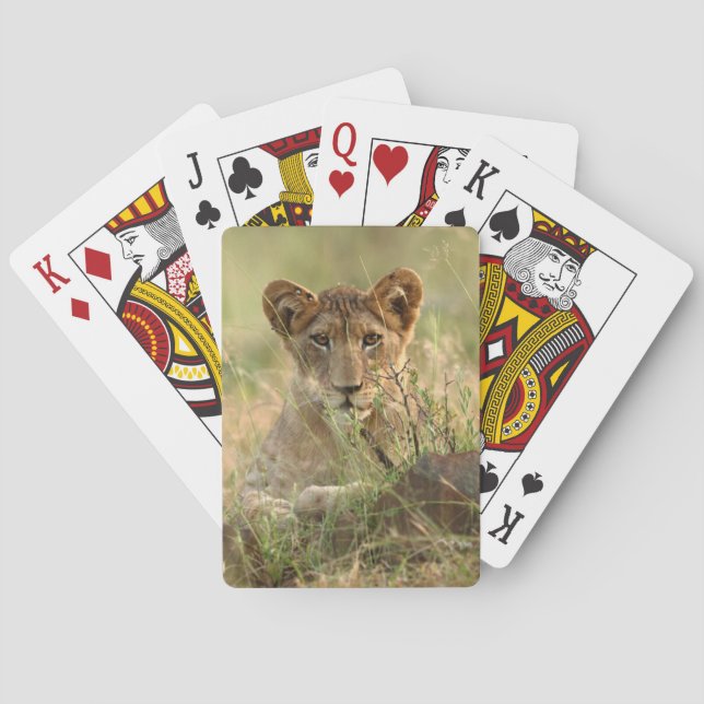 Jeu De Cartes Animaux de bébés cutest | Cute Baby Lion Cub (dos)