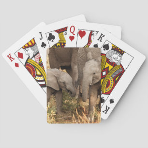 Jeu De Cartes Animaux de bébés cutest   Deux jeunes éléphants