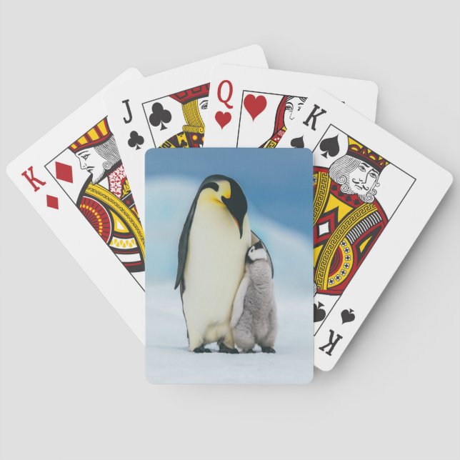 Jeu De Cartes Animaux de bébés cutest | Empereur Penguin Chick (dos)