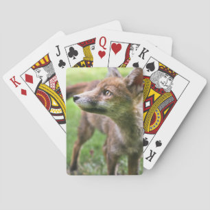 Jeu De Cartes Animaux de bébés cutest   Fox urbain