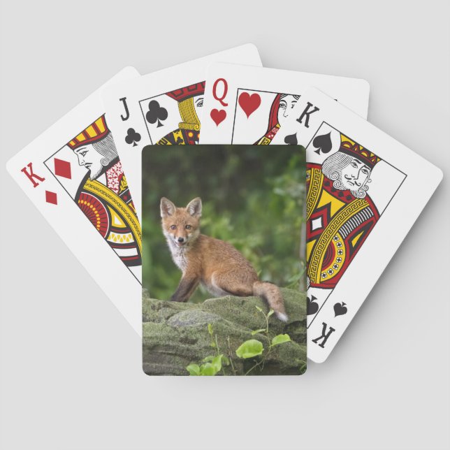 Jeu De Cartes Animaux de bébés cutest | Foxy Smile (dos)