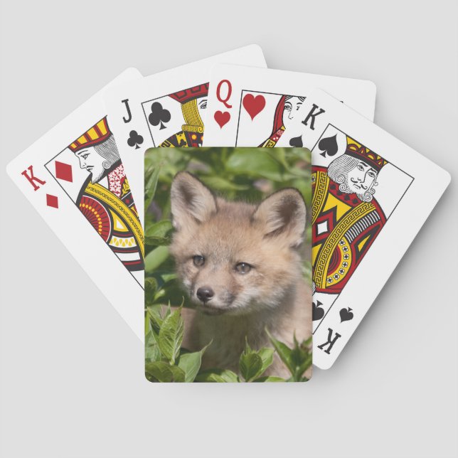Jeu De Cartes Animaux de bébés cutest | Kit Fox (dos)