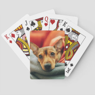 Jeu De Cartes Animaux de bébés cutest Miniature Pinscher