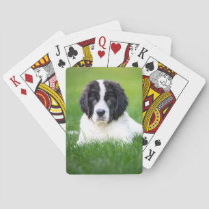 Jeu De Cartes Animaux de bébés cutest   Newfoundland Puppy