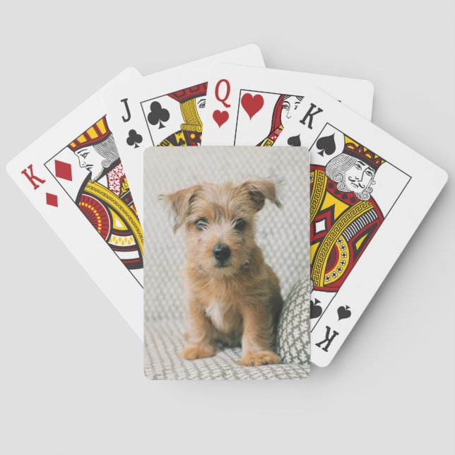 Jeu De Cartes Animaux de bébés cutest | Norfolk Terrier Puppy (dos)