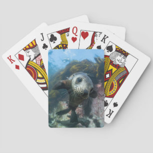 Jeu De Cartes Animaux de bébés cutest   Phoque sous-marin Cape F