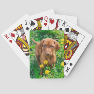 Jeu De Cartes Animaux de bébés cutest   Pointeur