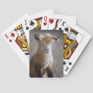 Jeu De Cartes Animaux de bébés cutest   Portrait Baby Fox