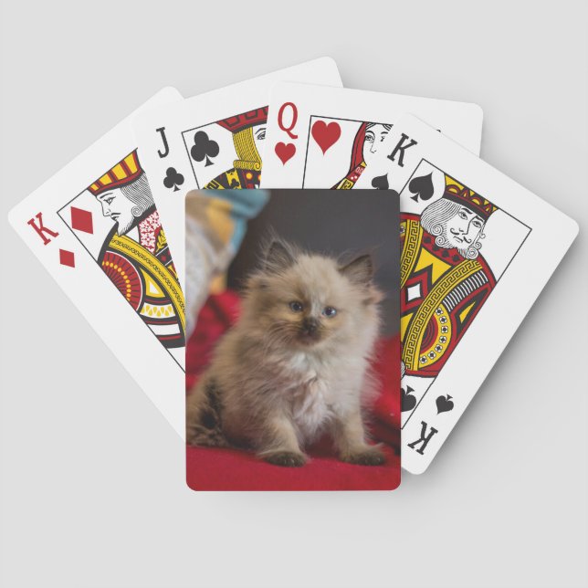 Jeu De Cartes Animaux de bébés cutest | Siamese Kitten (dos)