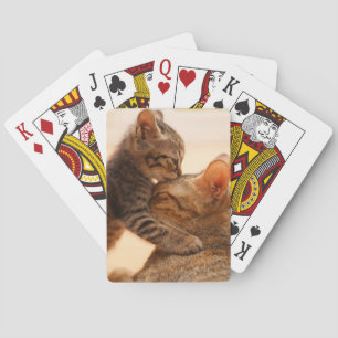 Jeu De Cartes Animaux de bébés cutest   Tabby Kitten Kiss