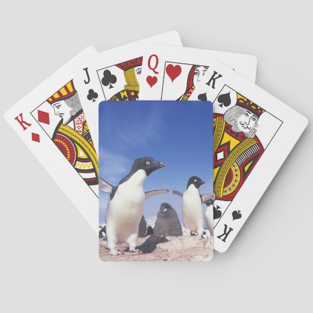 Jeu De Cartes Antarctique, Manchot Adélie Pygoscelis (dos)