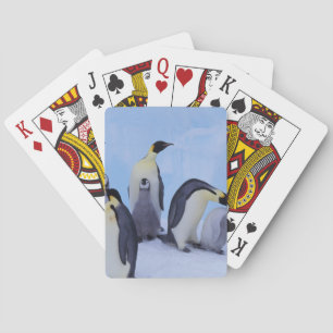 Jeu De Cartes Antarctique, Manchots Empereurs