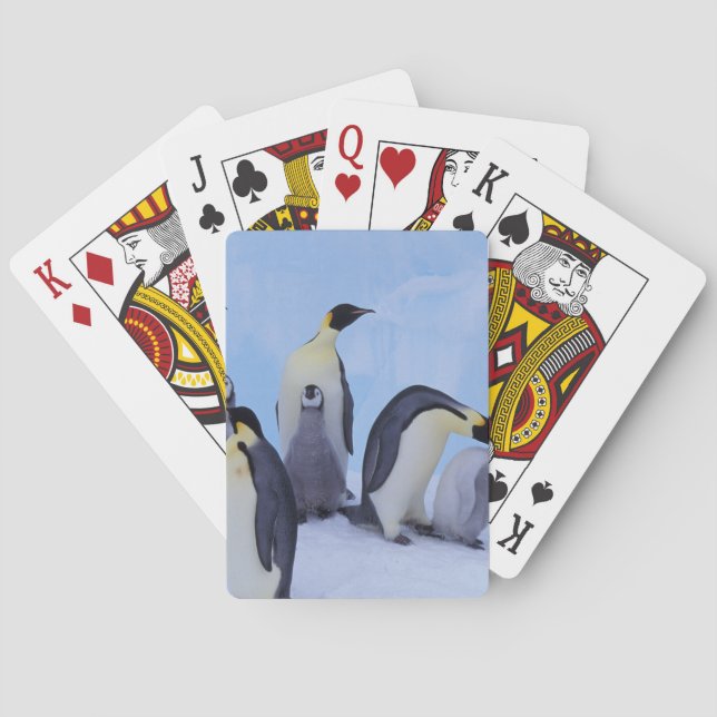 Jeu De Cartes Antarctique, Manchots Empereurs (dos)