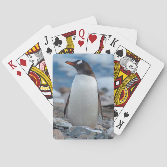 Jeu De Cartes Antarctique. Neko Harbor. Manchot papou (dos)