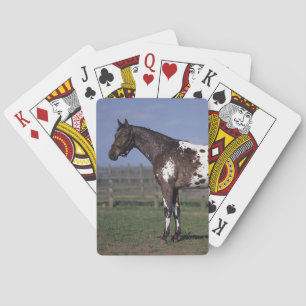 Jeu De Cartes Appaloosa Horse Standing