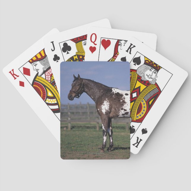Jeu De Cartes Appaloosa Horse Standing (dos)