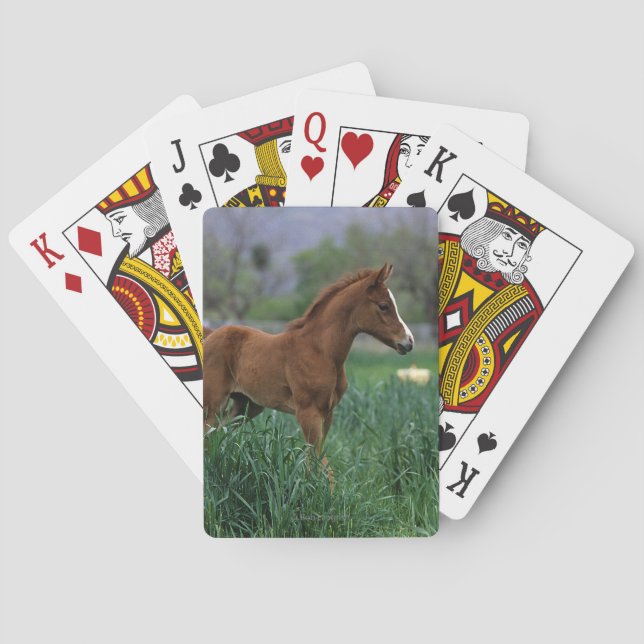 Jeu De Cartes Arab Foal Standing (dos)