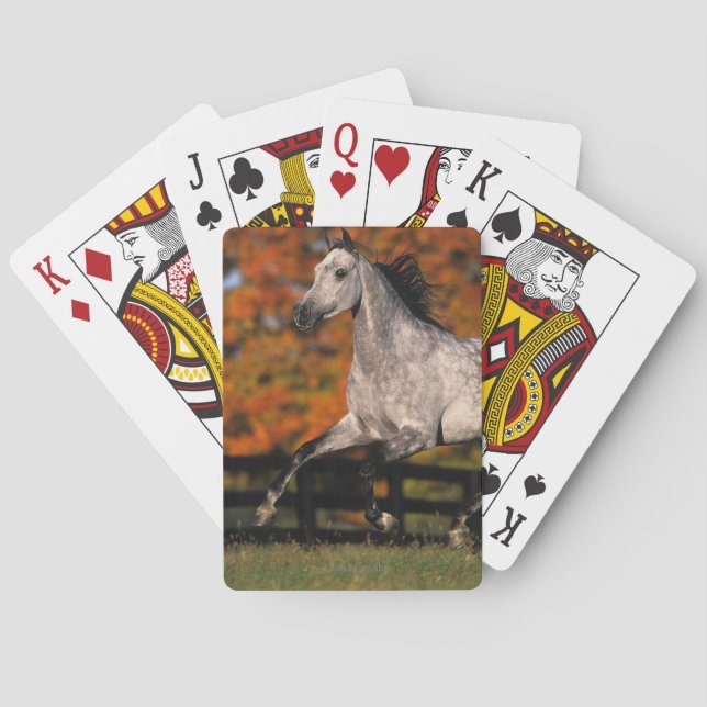 Jeu De Cartes Arab Horse: Autumn 1 (dos)