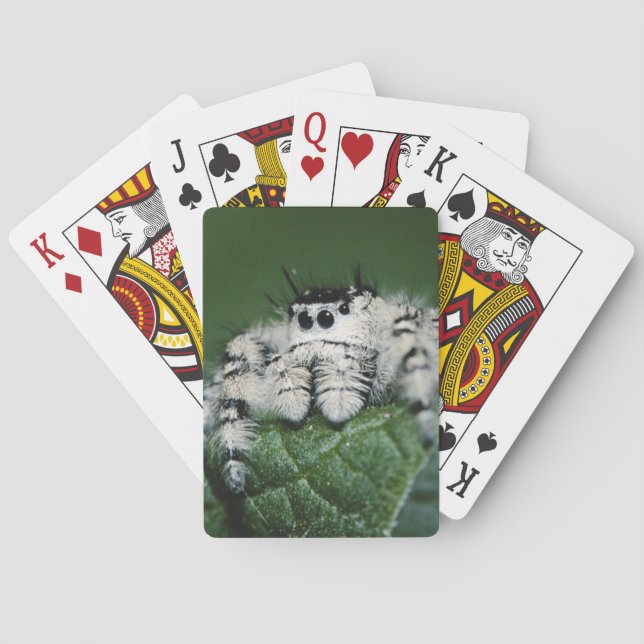 Jeu De Cartes Araignée sauteuse Metaphid (dos)