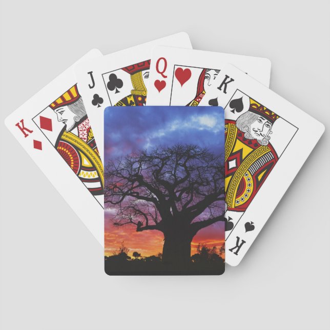 Jeu De Cartes arbre baobab africain, Adansonia digitata, 2 (dos)