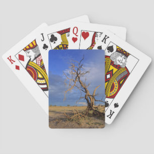 Jeu De Cartes Arbre épineux de chameau mort (Acacia Erioloba)