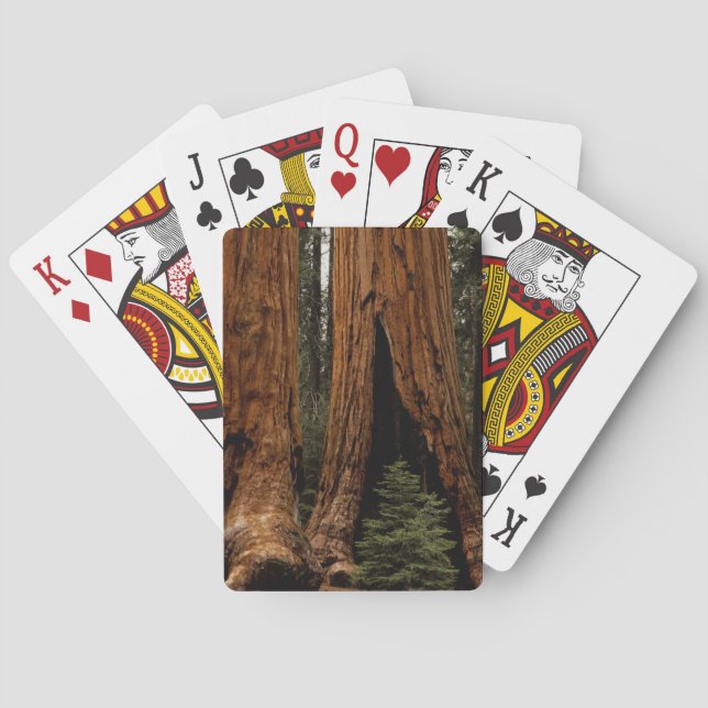 Jeu De Cartes Arbres de séquoia, Parc national de Sequoia. (dos)