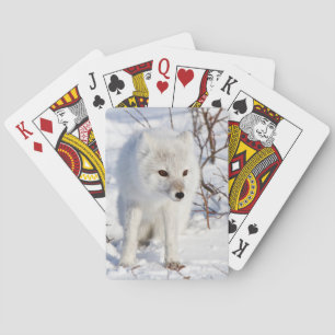 Jeu De Cartes Arctic Fox, région de gestion de la faune de Churc