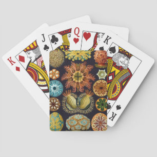Jeu De Cartes Ascidiae par Ernst Haeckel, Animaux Marins Anciens