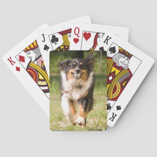 Jeu De Cartes Australian Shepherd Jouant Avec Balle (dos)