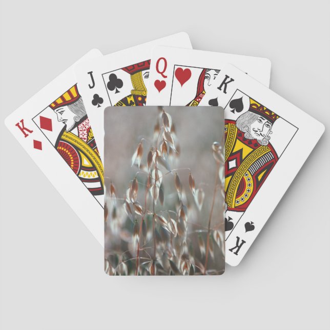 Jeu De Cartes Avoine Mûre (Avena Sativa) Gros Plan. Ceres, Bolan (dos)
