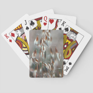 Jeu De Cartes Avoine Mûre (Avena Sativa) Gros Plan. Ceres, Bolan